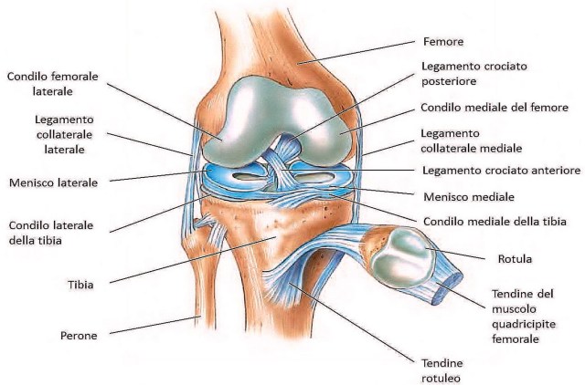 Artrosi Ginocchio